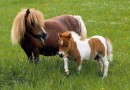 36 Year Old College Educated Male Learns Ponies are not Baby Horses