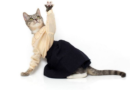 Slutty Cat Dresses Up as Respectable, Educated Woman for Halloween