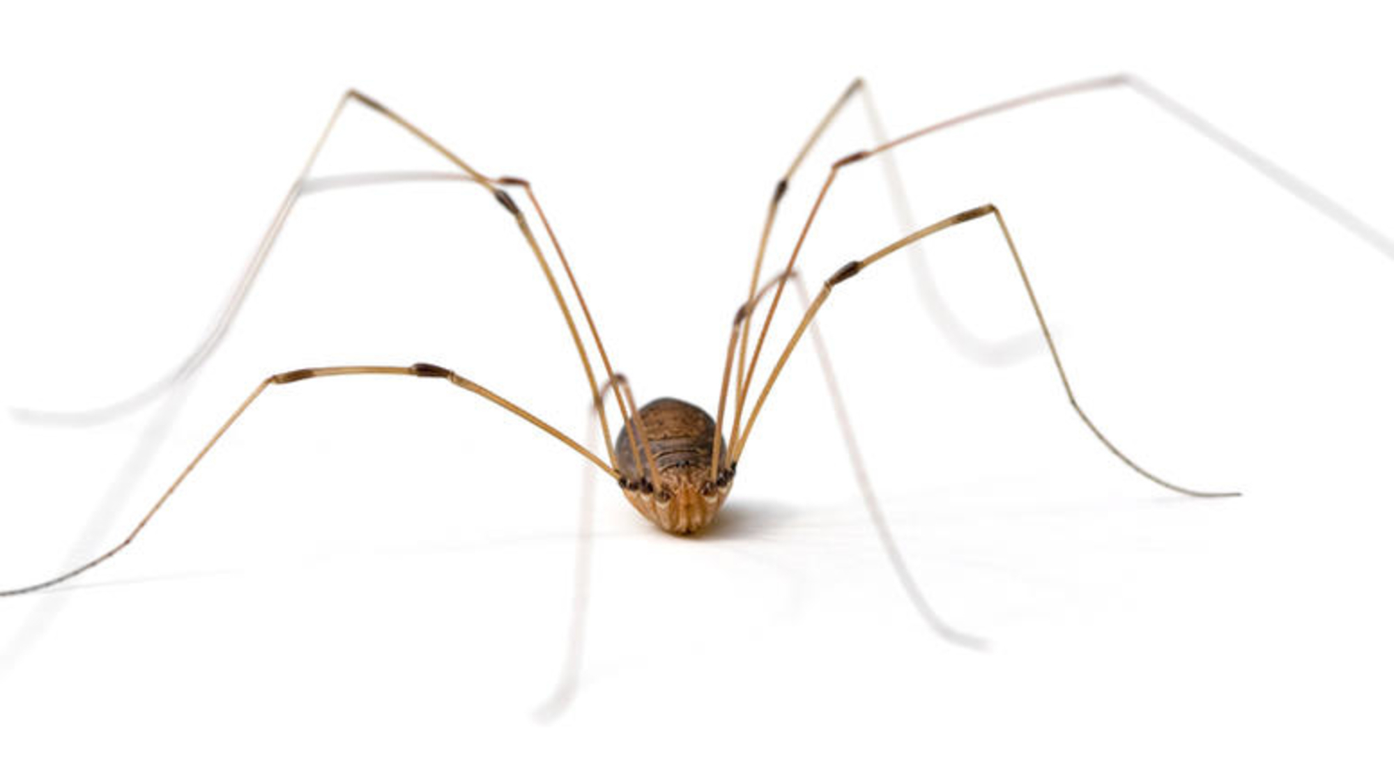 Daddy Long Legs Likes It When You Call Him That - The Sack of Troy