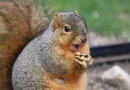 USC Squirrel Held At Gunpoint By DPS For Trying To Enter Campus At Royal Street Entrance